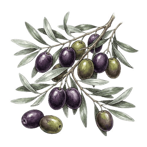 Oliven