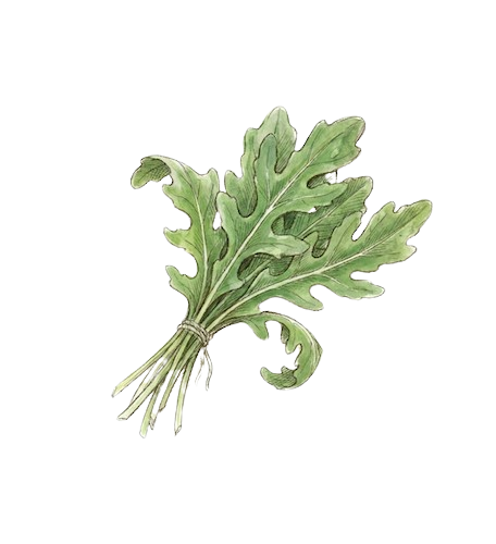 Rucola